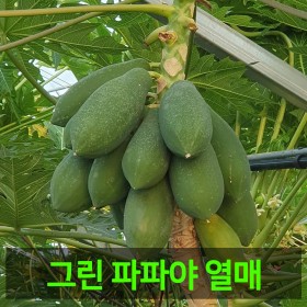 [안동파파야농장]열대 과일 그린파파야 5kg 10kg
